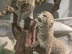 -国家自然博物馆