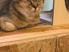 -猫色咖啡·猫咖