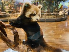 -陕西自然博物馆