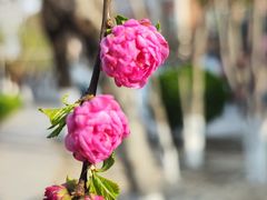 -桃花堤公园