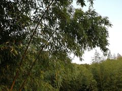 -上海市保健医疗中心(华东疗养院)