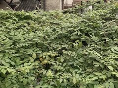 -75幢私房菜馆