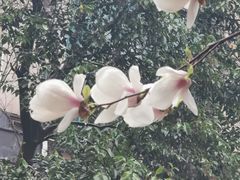 -sugarman espresso素饮糖人高新咖啡工厂