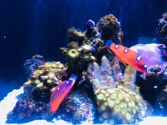 -西雅图水族馆