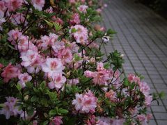 -琴亭湖公园