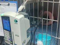 -特一安24小时宠物医院·骨科·中兽医