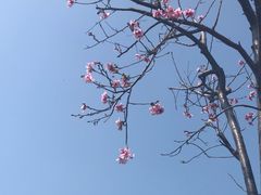 -狐尾山公园