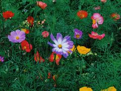 -上海共青森林公园