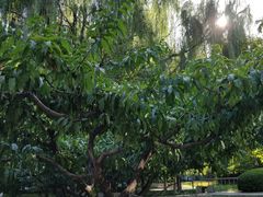 -中关村茶点
