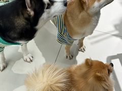 -怪兽屋·羊驼·猫咖·狗咖(俊华广场店)