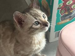-瑞鹏宠物医院·骨科·猫科·内科(第一中心)