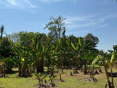 -中国科学院西双版纳热带植物园