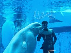 -海合安成都极地海洋公园