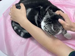 -北京观赏动物医院·24小时大型综合·猫专科·异宠专科