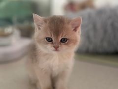 -糯米喵星人总部直营旗舰店·猫舍·幼猫出售