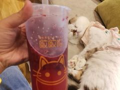 -啵啵喵·猫咖(攀华国际店)