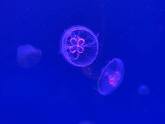 -福州罗源湾海洋世界旅游区