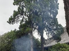 -洛阳白马寺