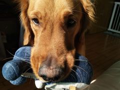 -宠颐生动物医院·心脏科·保险定点(锦阳分院)