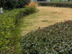 -青枫公园