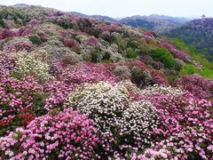 -贵州百里杜鹃风景名胜区