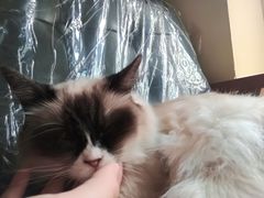 -猫色咖啡·猫咖
