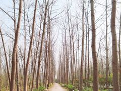 -合肥滨湖国家森林公园