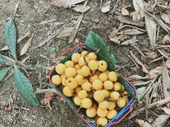 -塘栖枇杷特色园区