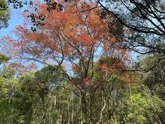 -广州市石门国家森林公园