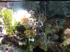 -悉尼海洋生物水族馆
