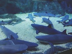 -烟台海昌鲸鲨海洋公园