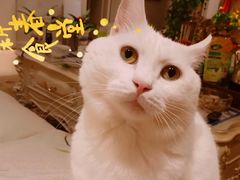 -盡膳口福跷脚牛肉火锅(北美新天地店)