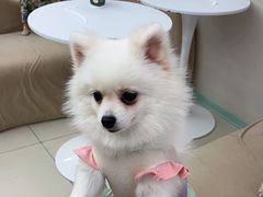 -怪兽屋·羊驼·猫咖·狗咖(俊华广场店)