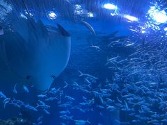 -海合安成都极地海洋公园