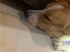 -陈记顺和潮汕牛肉火锅(番禺迎宾大道店)