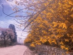 -北京西山国家森林公园