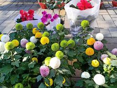 -中环花鸟鱼虫市场