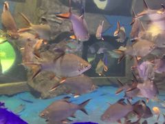 -梦幻海洋王国(吾悦广场张家港店)