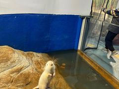 -上海大自然野生昆虫馆(东方明珠·爬宠昆虫探索中心)