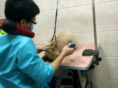 -A猫a狗全科·犬猫异宠·芥西宠物医院(南开总院)