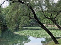 -荔枝公园(福田区)