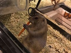 -zoonana室内动物园(东方福来德店)