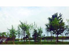 -上海崇明金茂凯悦酒店