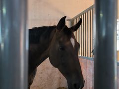 -北京群众马术培训基地