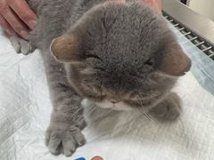 -瑞派宠物医院·犬猫全科·猫友好(宾水西道店)