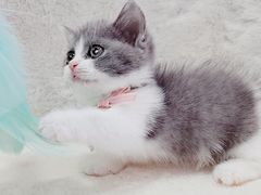 -70cat德文卷毛猫·缅因猫纯种猫舍