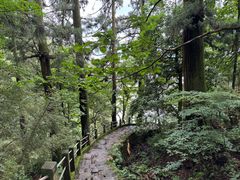 -天目山大树王景区