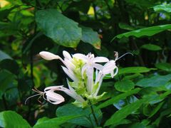 -北京植物园-展览温室