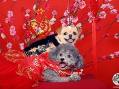 -超宠爱宠物摄影-Super pet