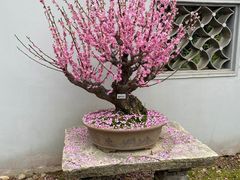 -无锡梅园公园